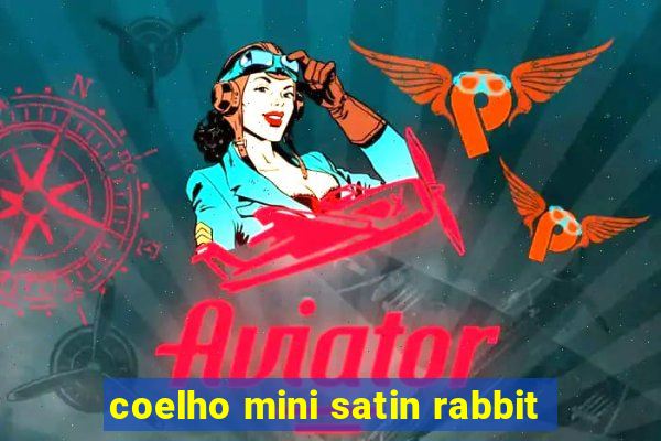 coelho mini satin rabbit